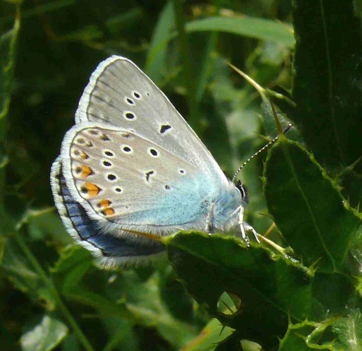 Polyommatus amandus Polyommatus amandus